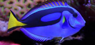 Want a Dory Look Alike Fish? This Is the Perfect Tank Addition | HuffPost