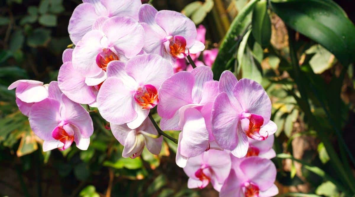Pink Orchids: Romance and Femininity
