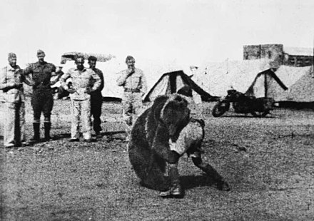 Wojtek wrestling with a Polish soldier during WWII. Image courtesy Wikimedia Commons.