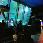 review-sealife-centre-blackpool-14