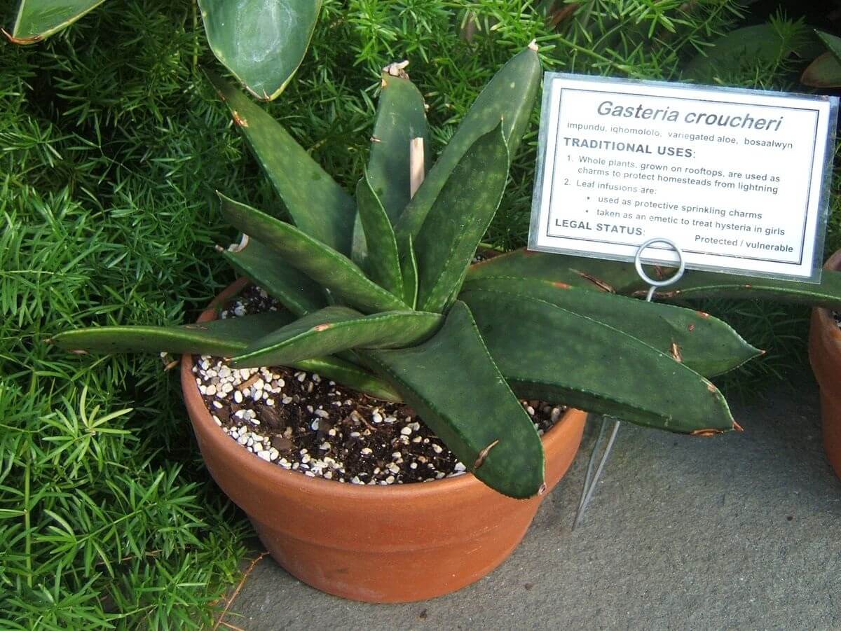 Gasteria