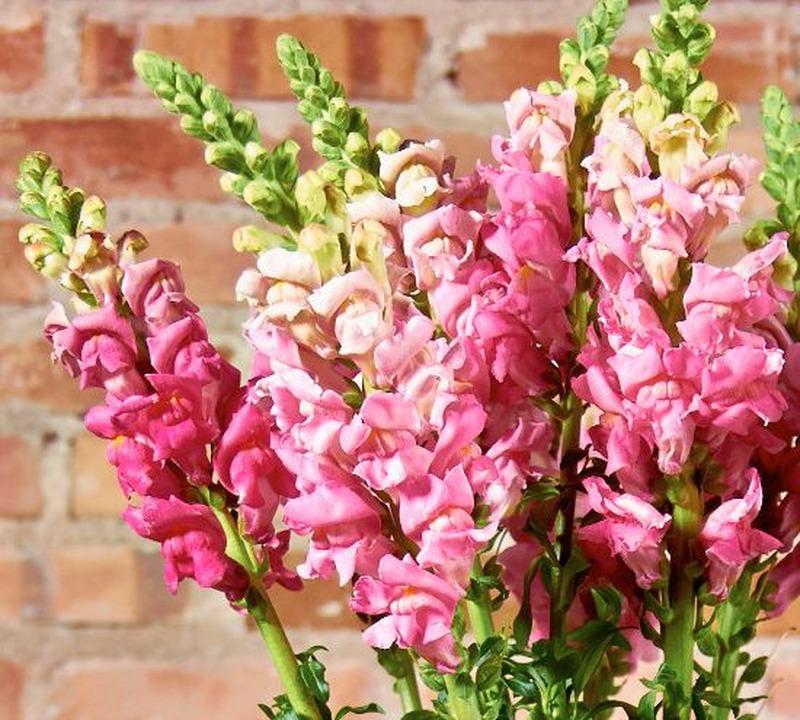 Boca de Leão – Antirrhinum majus | Blog das Flores