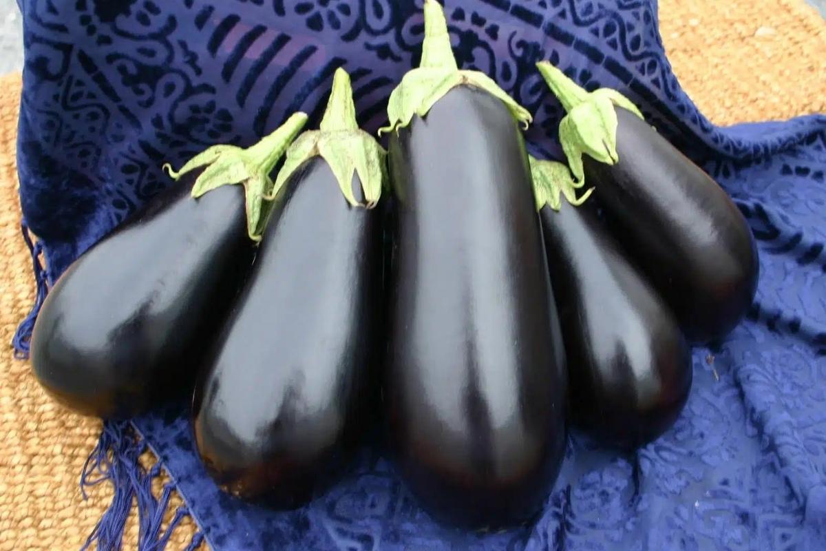 Santana Eggplant