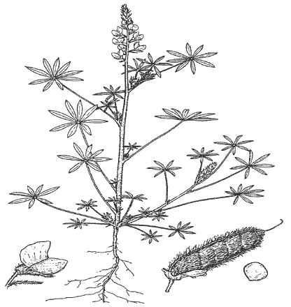 Note the digitately divided leaves, the hairy foliage, the pea-shaped flower (lower left), and the flattened hairy seed pod and seed (enlarged, lower right) of this unusual plant