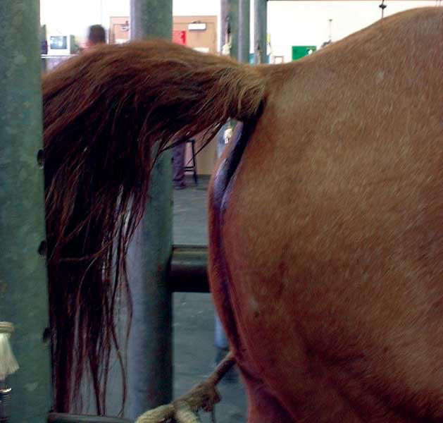 As the catheter passes the ischial arch, the horse may raise its tail