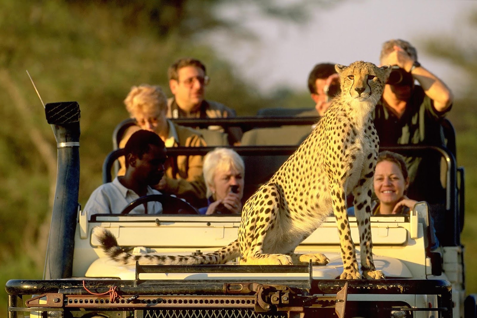 Going On Safari In Africa