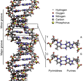 English: The structure of DNA showing with det...
