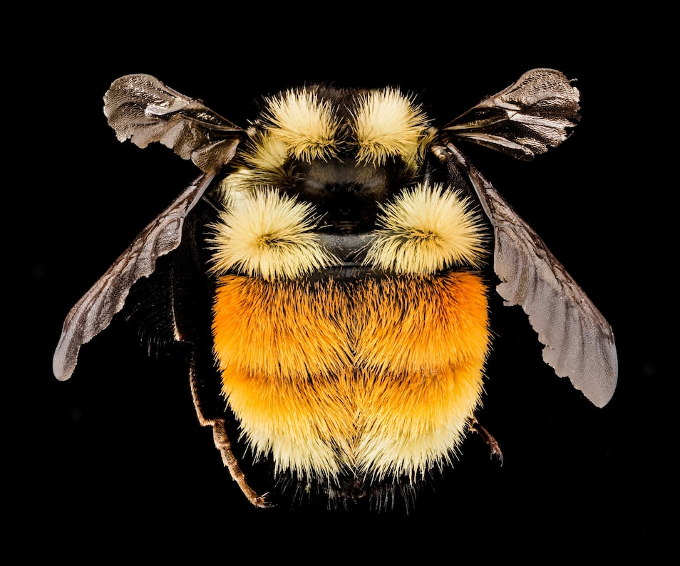 <p> هذه النحلة الطنانة ثلاثية الألوان (<i> Bombus ternarius </i>) من Adirondacks في ولاية نيويورك. </ p>
