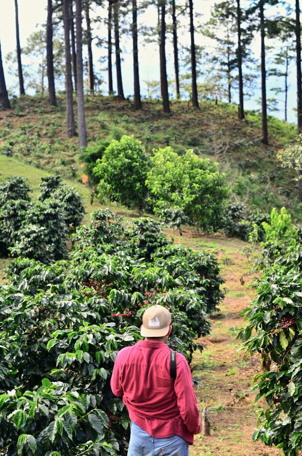 Nicaraguan Coffee Farm with Worker