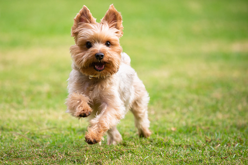 border terrier vs yorkshire terrier points of differences