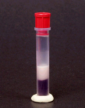 White coloration, from triglycerides, visible in the plasma taken from a dog during maintenance of anesthesia by constant rate infusion of propofol