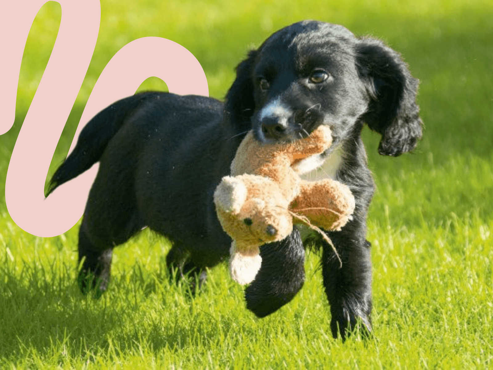 cocker spaniel puppy holding soft toy in their mouth whilst playing