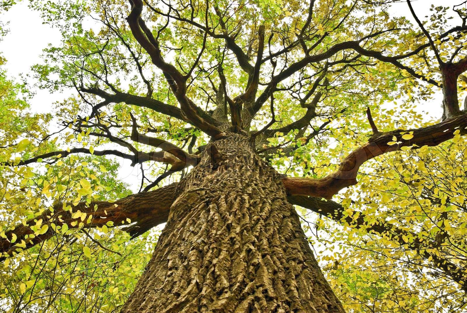 Big old oak tree in the autumn forest | Stock image | Colourbox