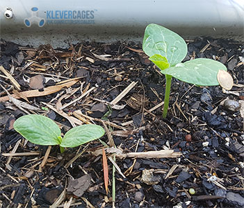 Seedlings growing in a raised garden bed - Klever Cages