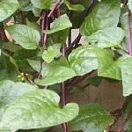 Chickenweed leaves
