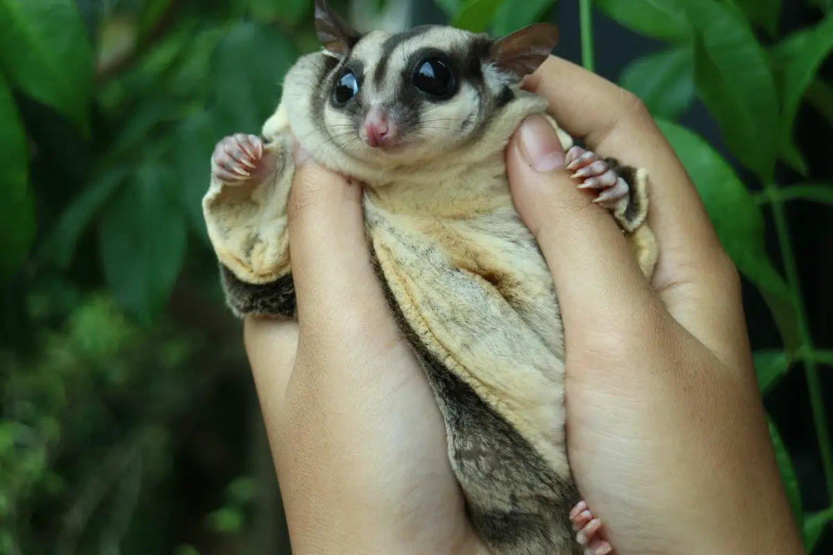 Sugar Gliders