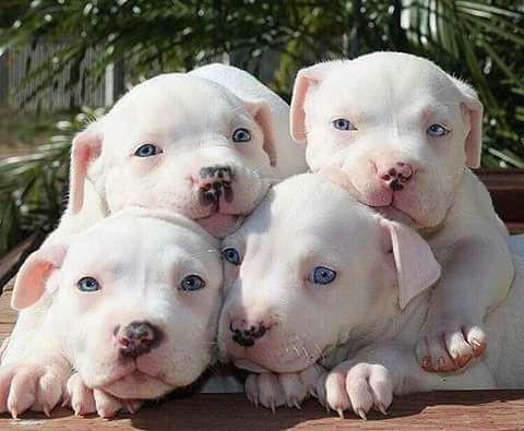 Pit bull red nose