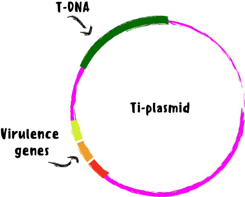 Illustration of the plant Ti-Plasmid from agrobacterium - shows T-DNA and Virulence Genes