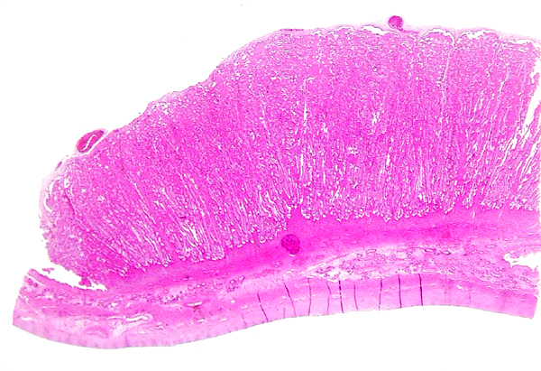 Margin of nearly mature cotyledon with uterus below
