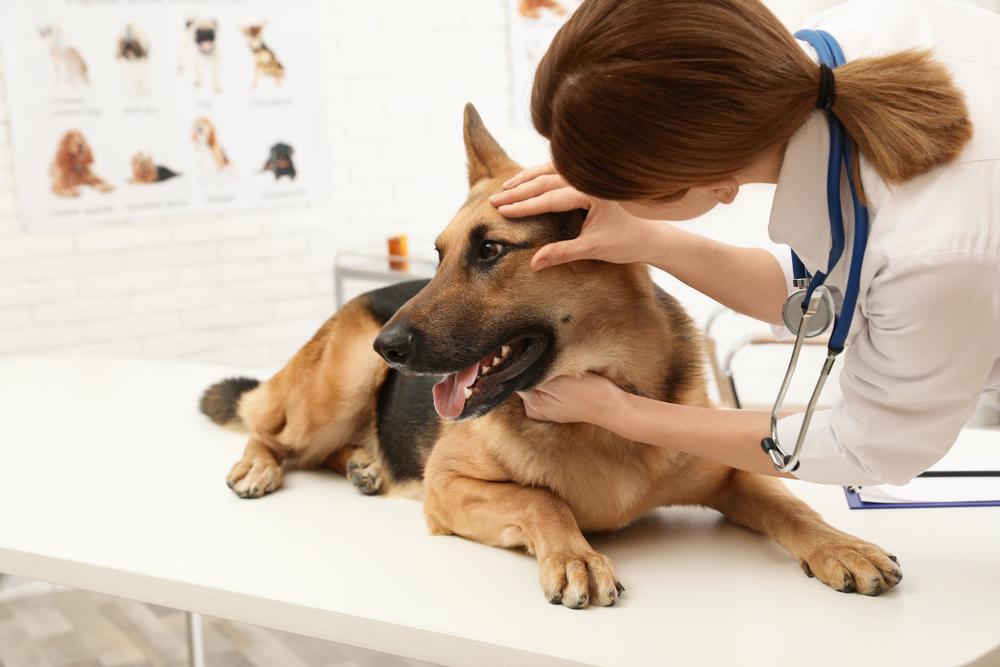 Diabetic Cataracts and Retinopathy in Dogs - Veterinary Vision Center