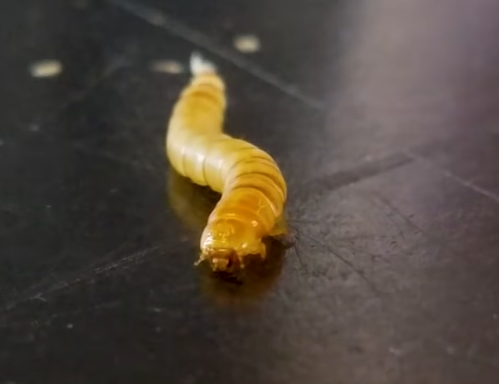 Mealworm