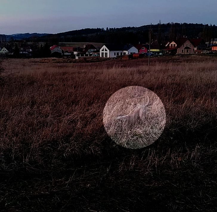 dog hides in a grassy field — answer