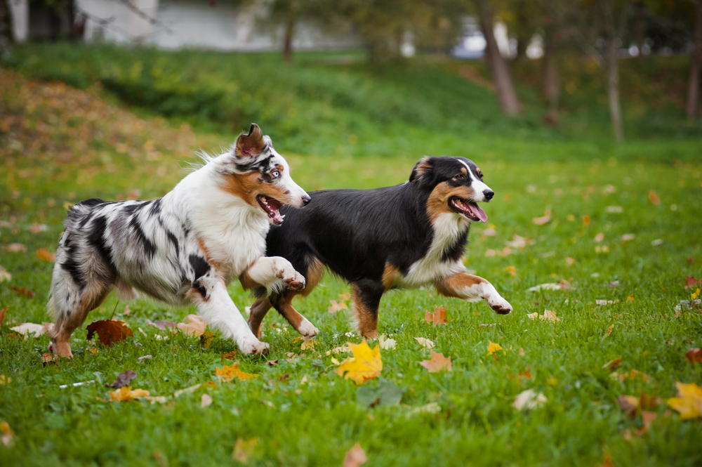 Top 10 Dog Parks In Canada 8