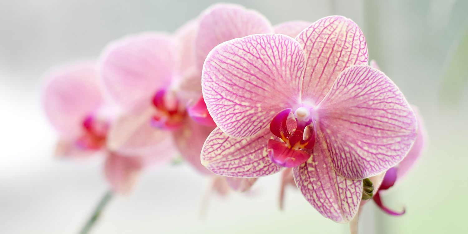 Духмяна орхідея - як зробити, щоб квітка цвіла довше