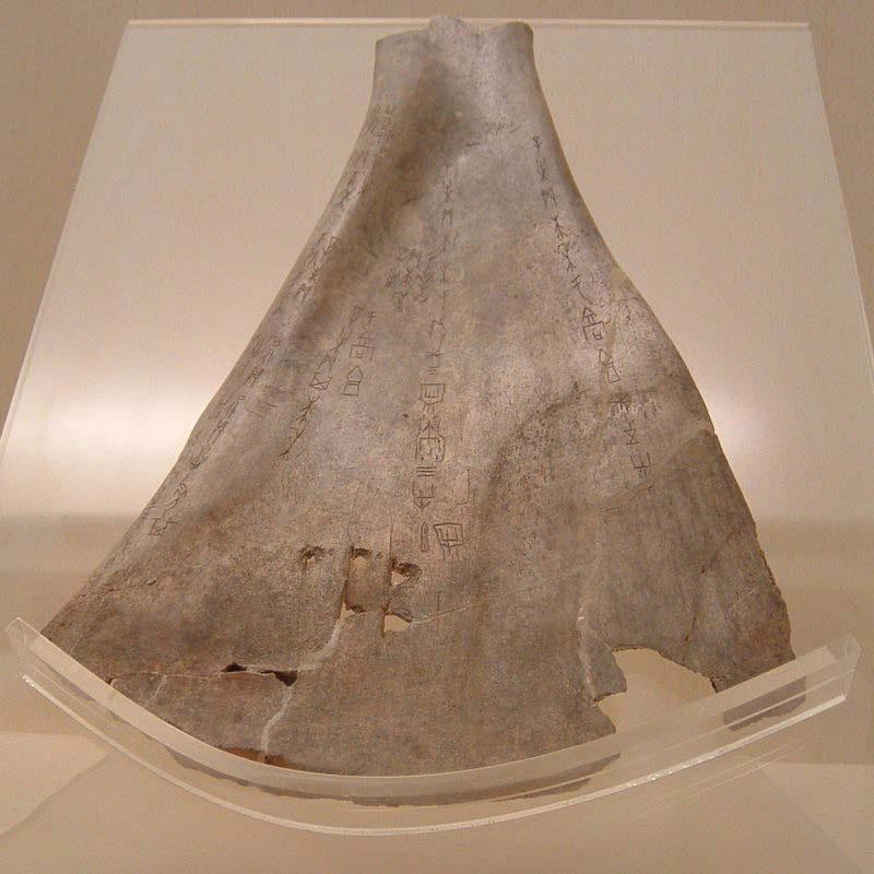 An individual scapula showing the cracks made and Chinese characters inscribed during the divination process