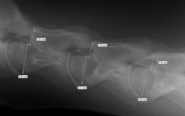Standing cervical spinal radiographs. The foal imaged here showed mild ataxia and proprioceptive deficits. Based on stenosis of the vertebral canal, the horse was managed conservatively with nutrition and limited exercise.