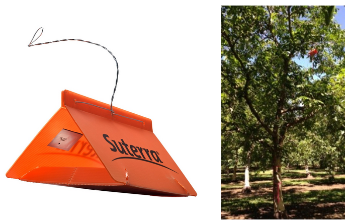 Left image shows an orange plastic delta trap with Suterra's logo. Right image shows a delta trap in the upper canopy of a tree.