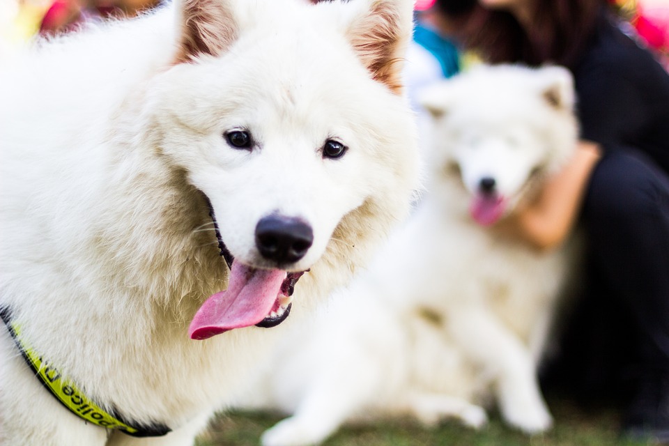 Dog, Animal, Pet, Samoyed,