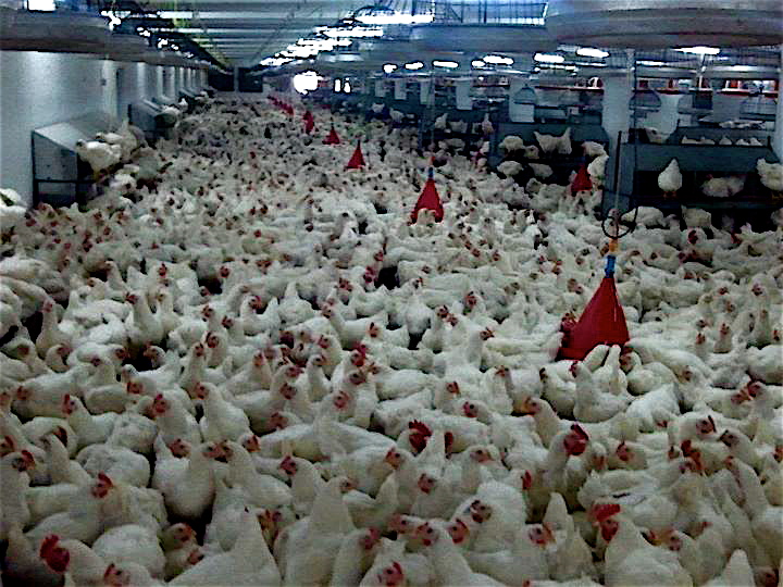Image result for free range egg farms