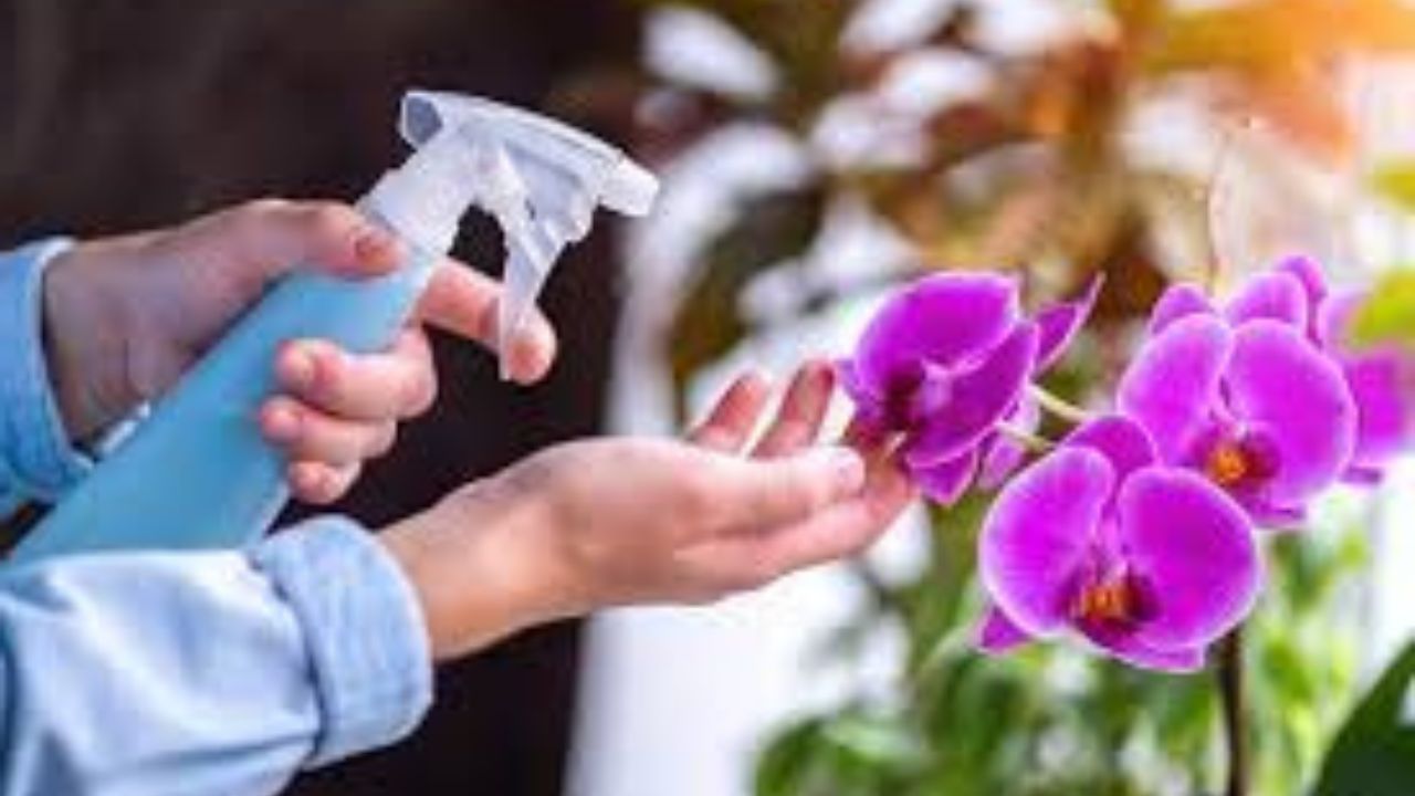 Orchids Can Bloom For Months With Proper Watering