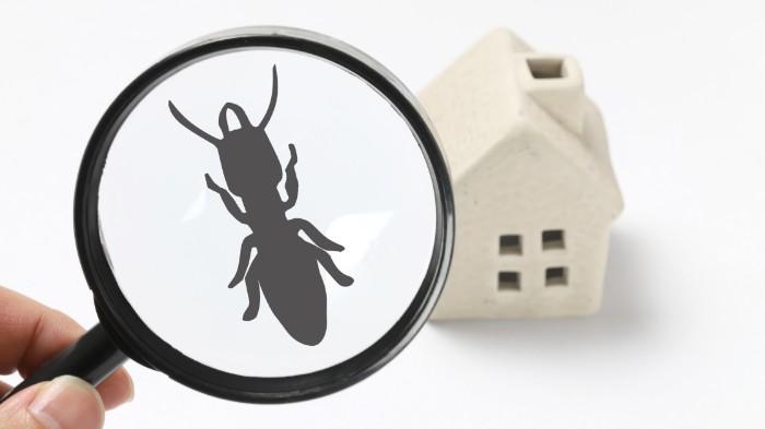 Ant under a magnifying glass beside a home