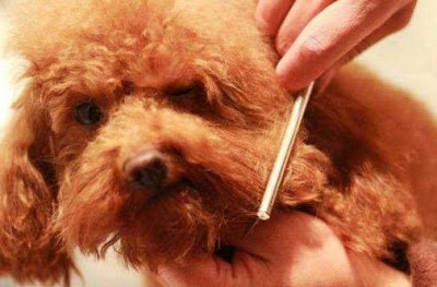 Dogs Grooming at home, dogs grooming tips for beginners