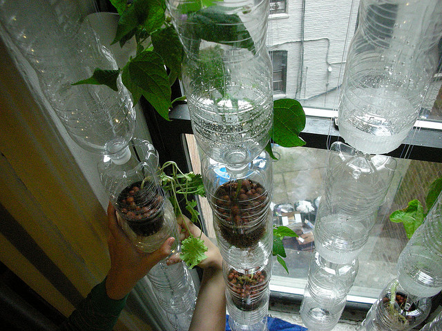 1291210267-windowfarms-5.jpg