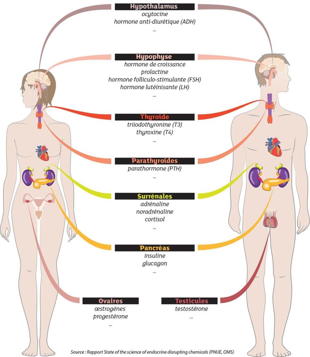 Hormones du système endocrinien