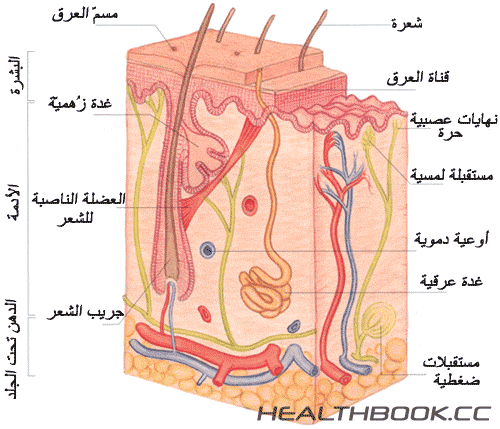 أحياء الصف الثاني الثانوي