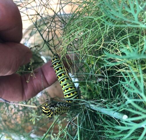 swallowtail caterpillar