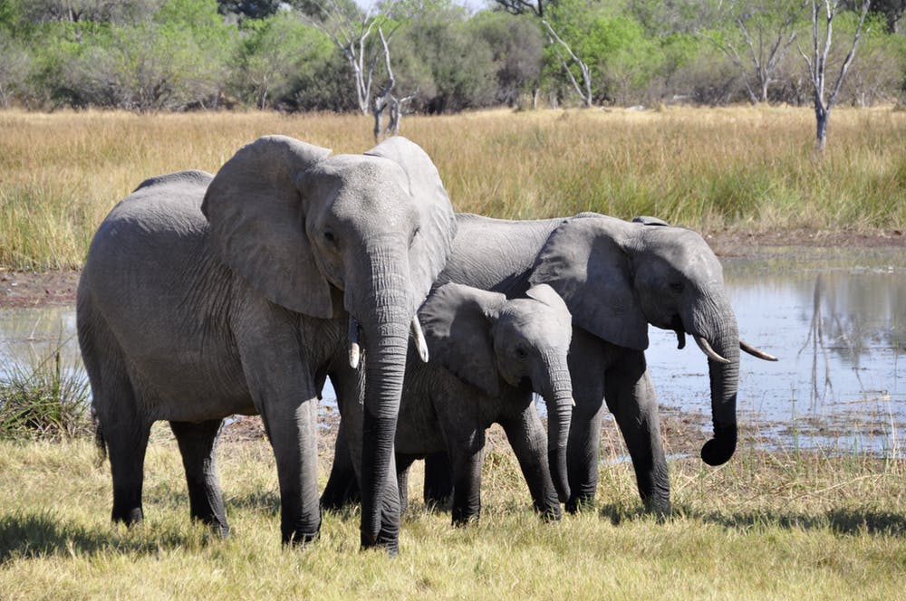 Kenya Elephants spotted in the savannah