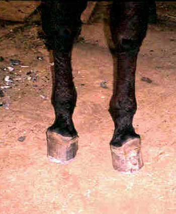 Dorsal view of the forefeet of a mature donkey with dorsal shifting of the coronary band.