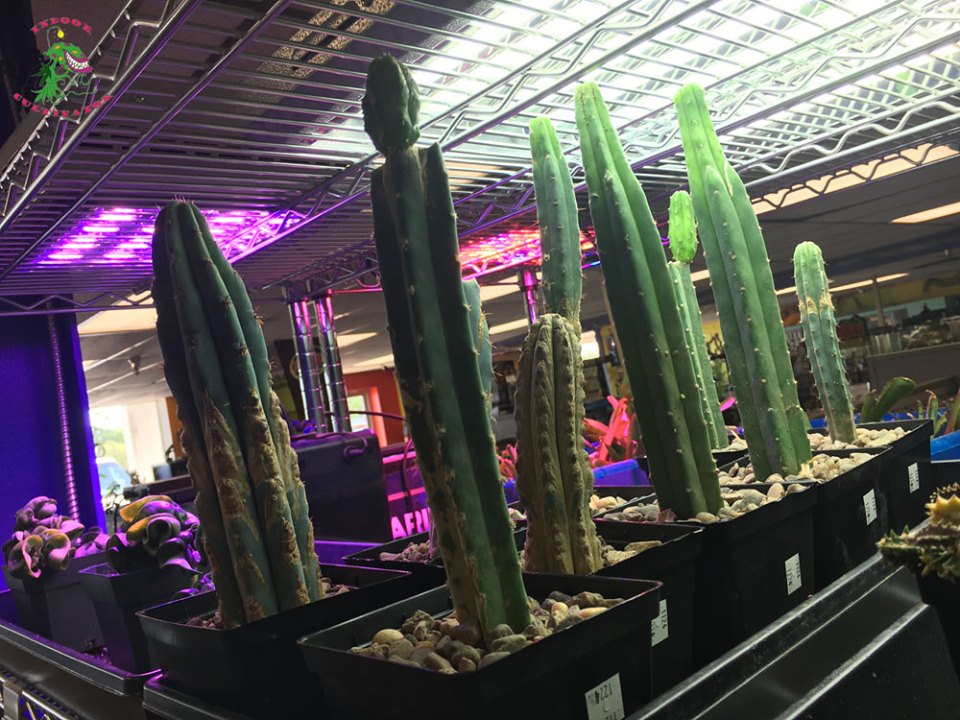 Indoor Cultivator tall cacti