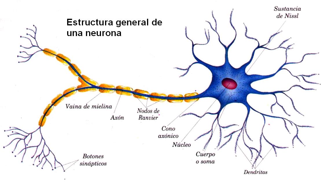Estructura Neuronal - psicoazahar