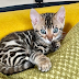 What to Look For in Bengal Cats for Sale