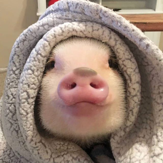 pet pig