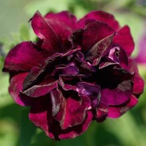 SweetSunshine™ Burgundy