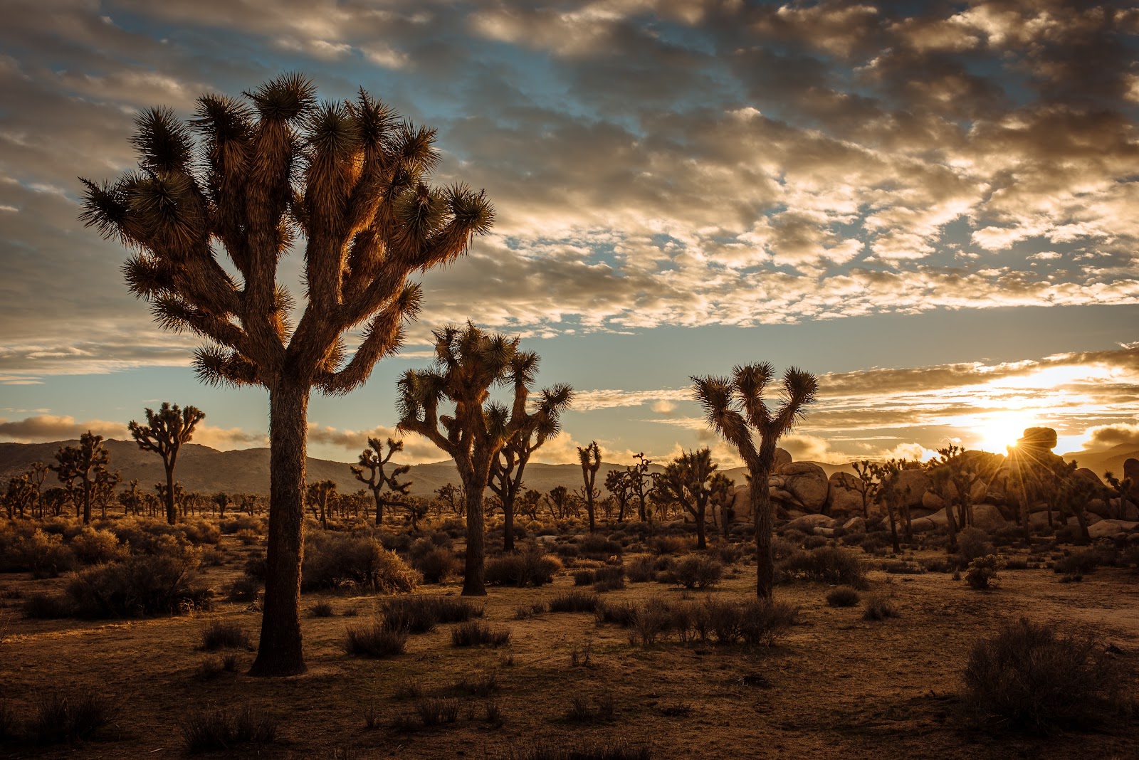 Joshua Tree NP is a Top 3 Weekend Trip from Los Angeles