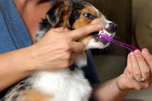 以45度角來回轉圈刷牙的技巧幫狗狗刷牙