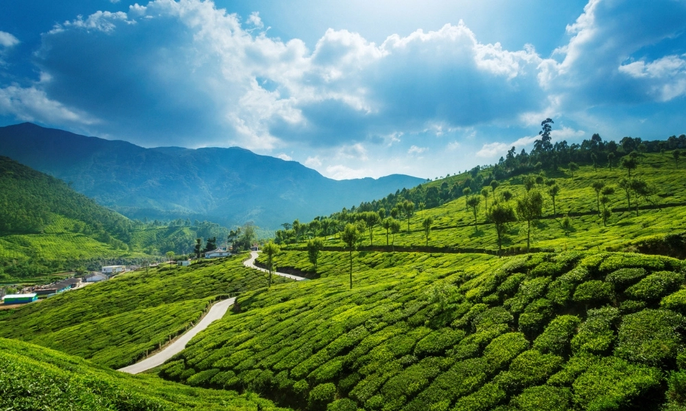 Munnar best places to go for honeymoon in India